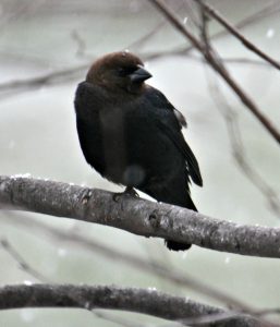 brown-headed cowbird - how to get rid of cowbirds