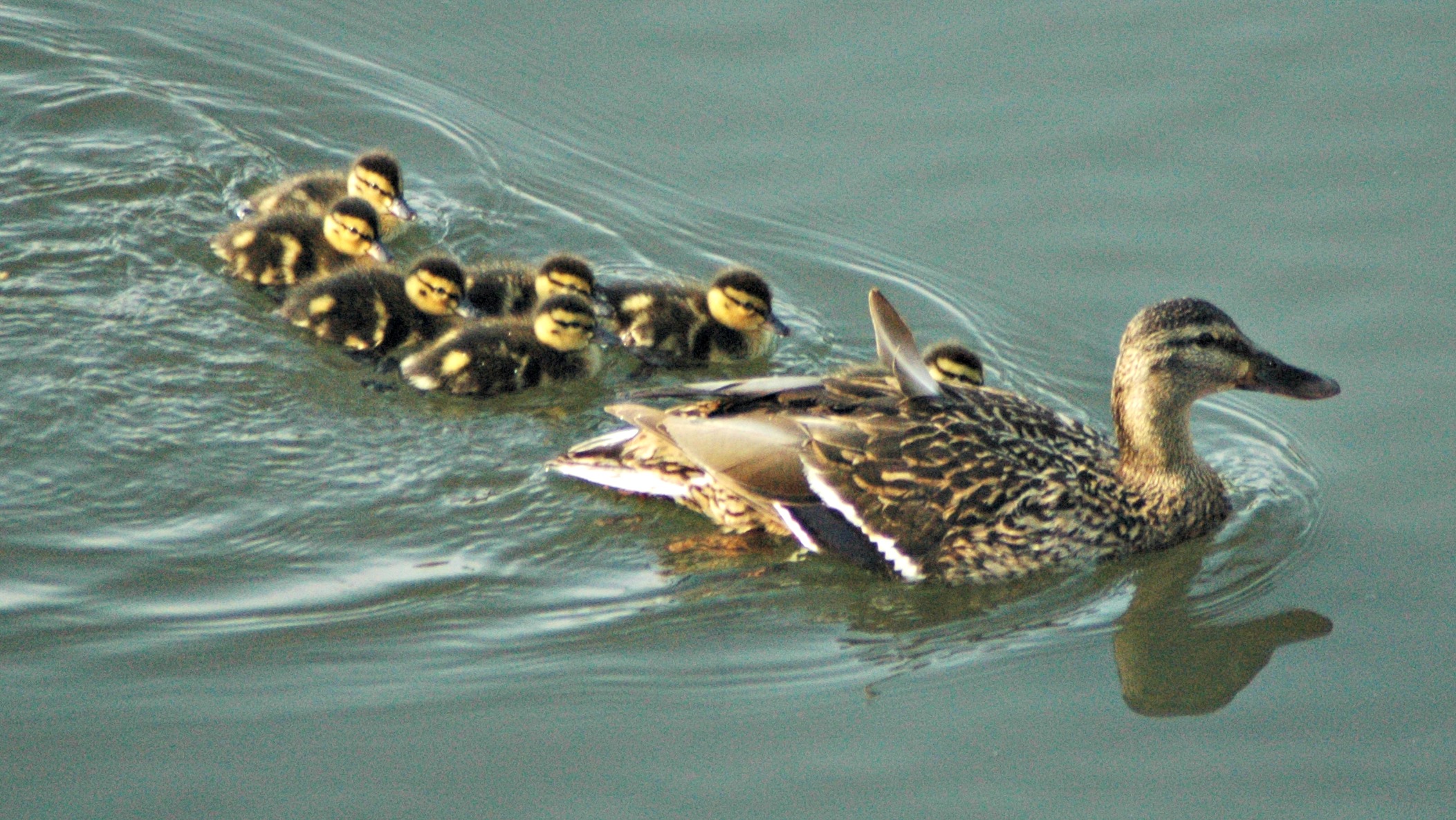 Mallard ducklings - mallard duck nesting habit