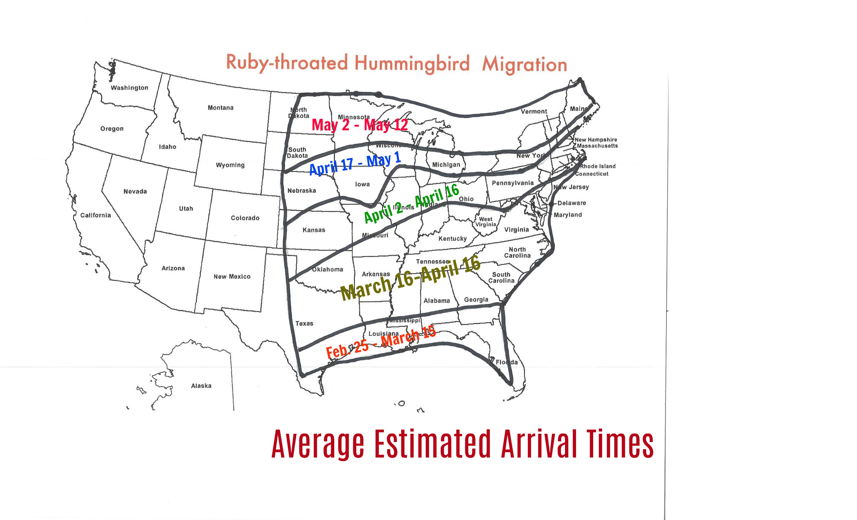 Ruby-throated Estimated Spring Arrival Times - Ruby throated Hummingbird Migration Time