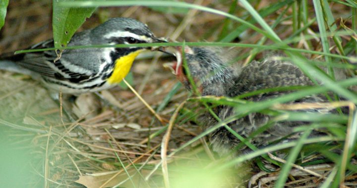 warbler feeding a cowbird - how to get rid of cowbirds