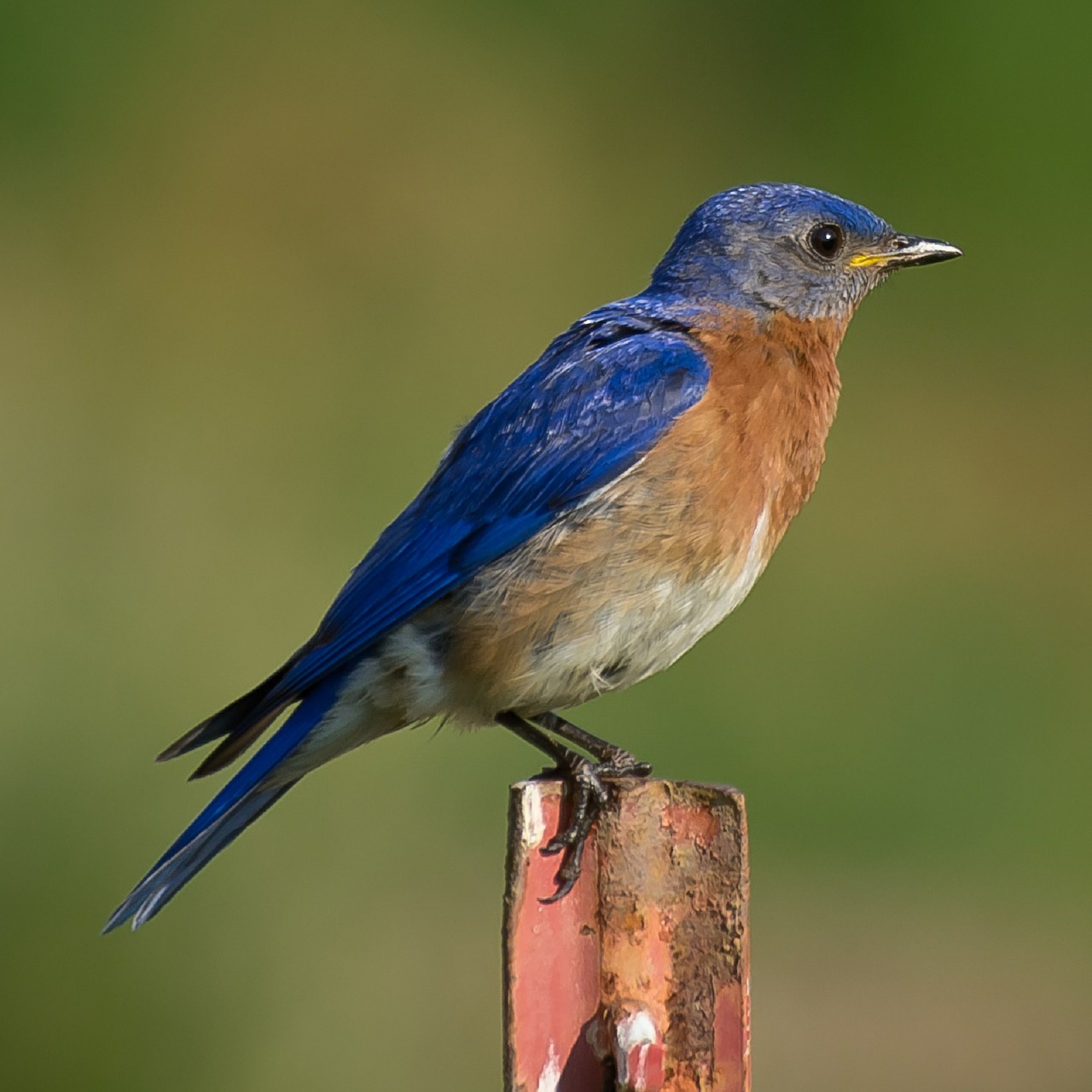 eastern bluebird - attract bluebirds to your yard