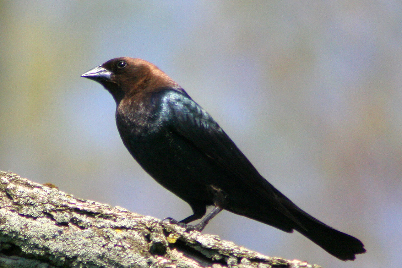 brown headed cowbird - how to get rid of brown-headed cowbirds