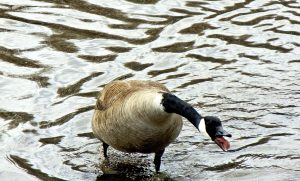 canada goose - nesting habits of canada geese