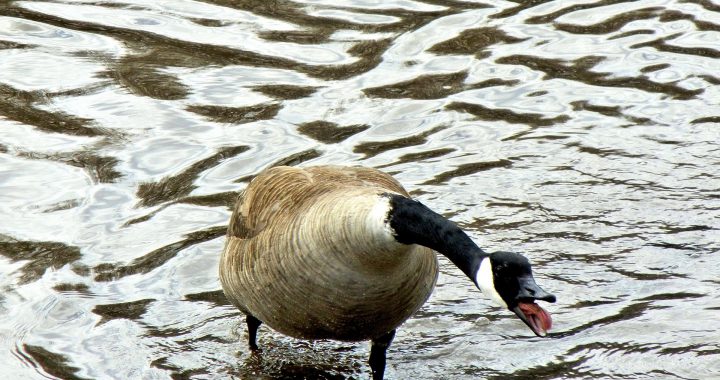 canada goose - nesting habits of canada geese