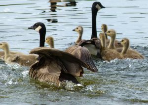 canada geese with goslings - canada geese nesting habits
