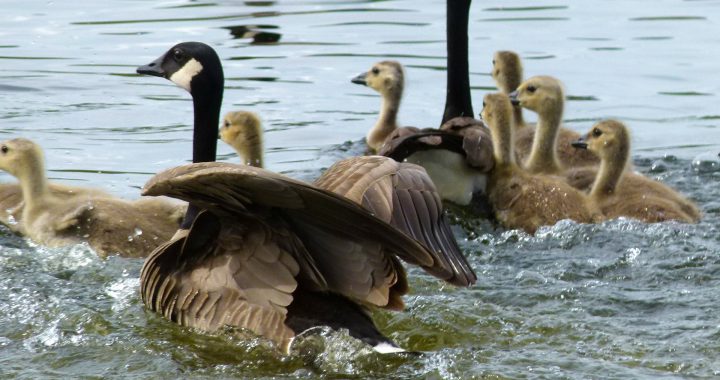 canada geese with goslings - canada geese nesting habits