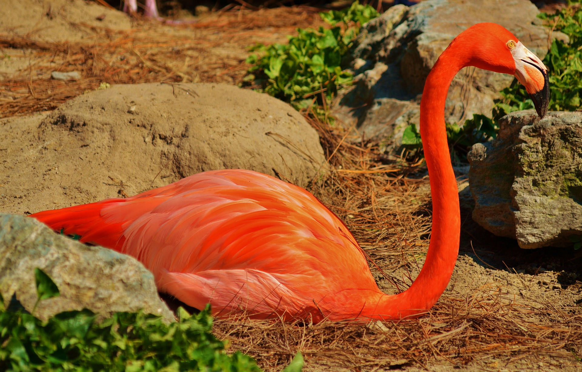 Where Do Flamingos Live? A Birds Delight
