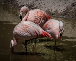 flamingo - where do flamingos live