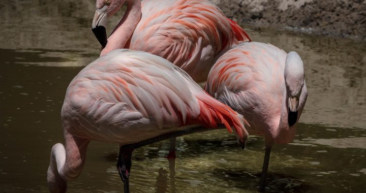 flamingo - where do flamingos live
