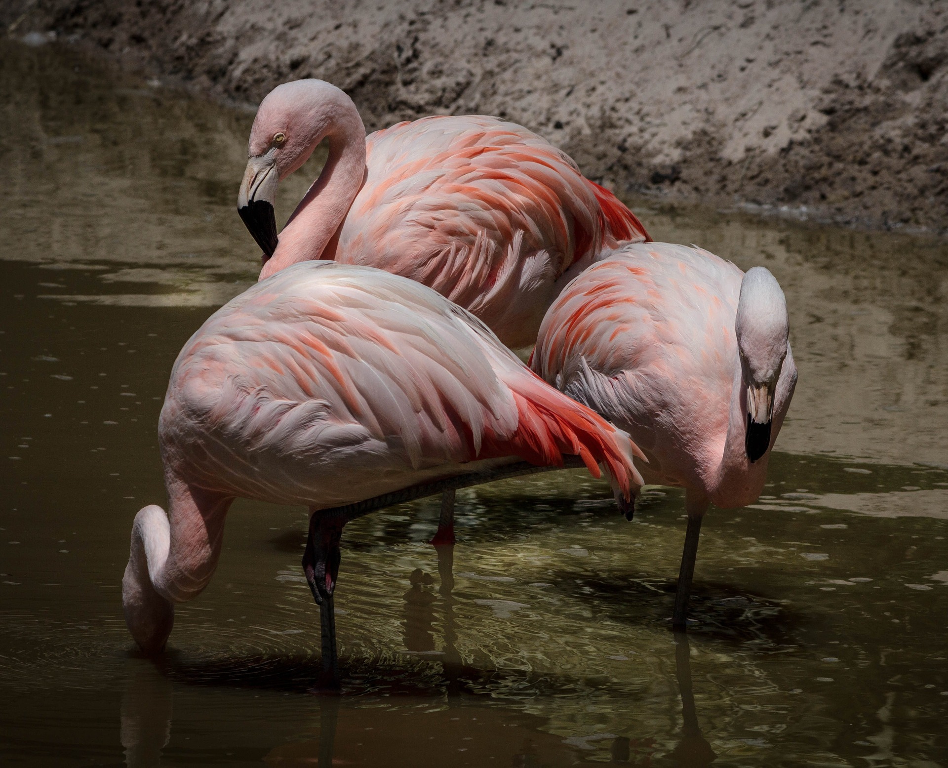 Where Do Flamingos Live? A Birds Delight