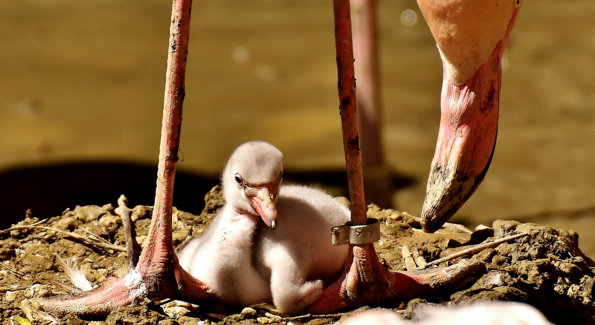 baby flamingo - where do flamingos live