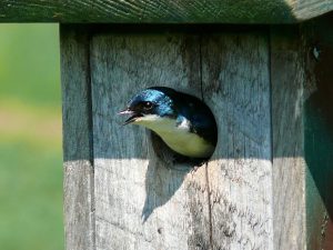 tree swallow in nest box - tree swallow bird houses
