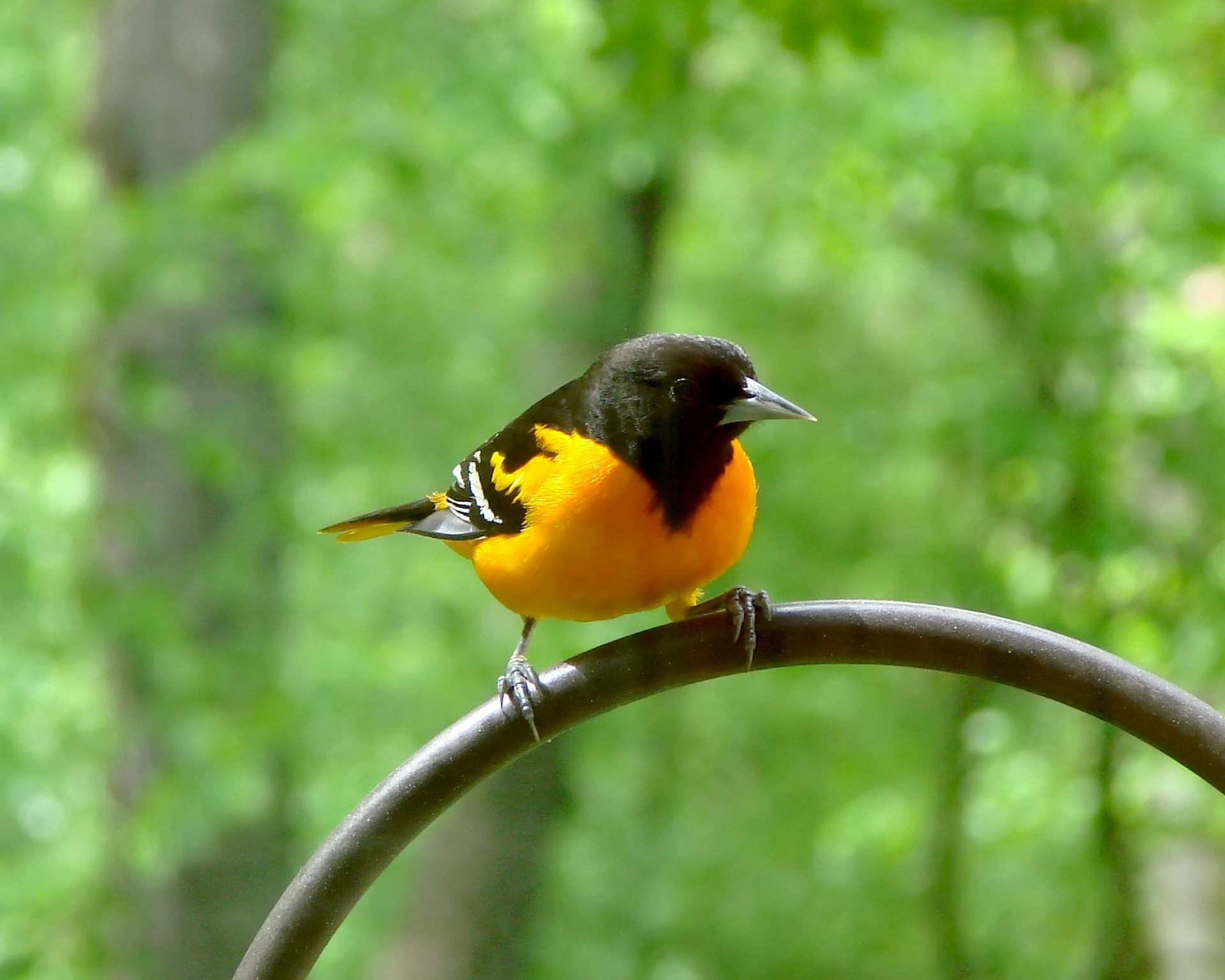 baltimore oriole- how to attract orioles