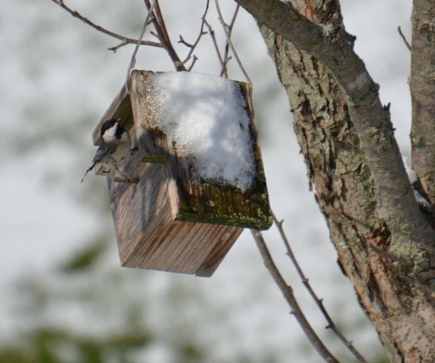 chickadee at nest box - birds that nest in birdhouses