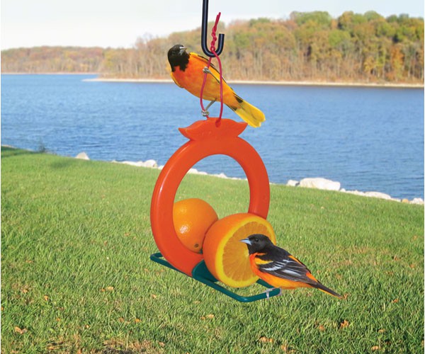 oriole orange feeder - how to attract orioles to your yard