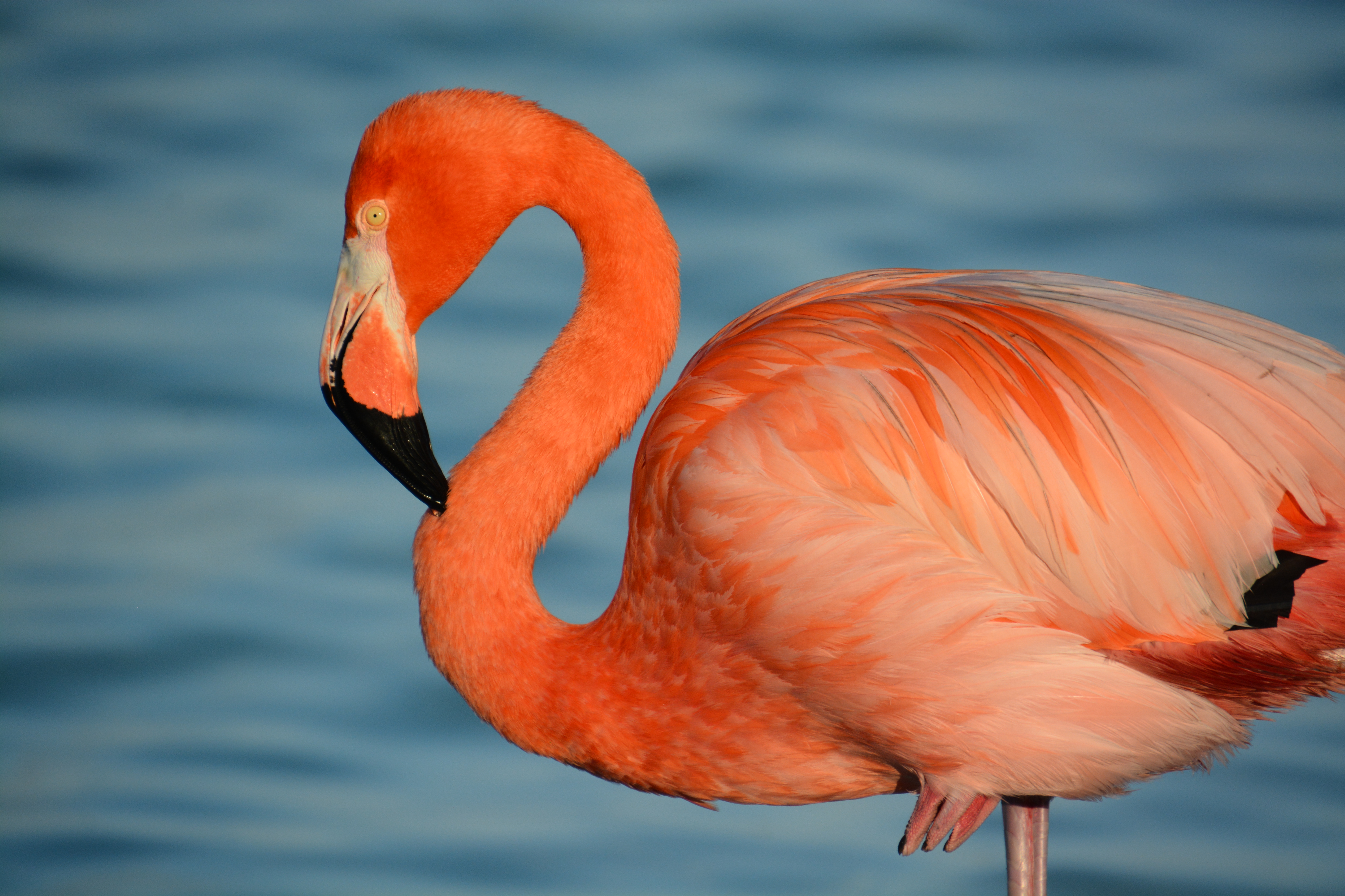 flamingo - flamingo beach aruba