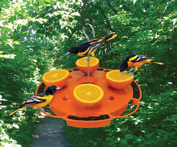 oriole feeder - how to attract orioles to your yard