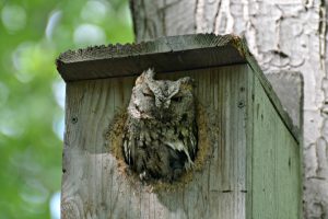 Screech Owl in Nest Box - Birds that nest in birdhouses