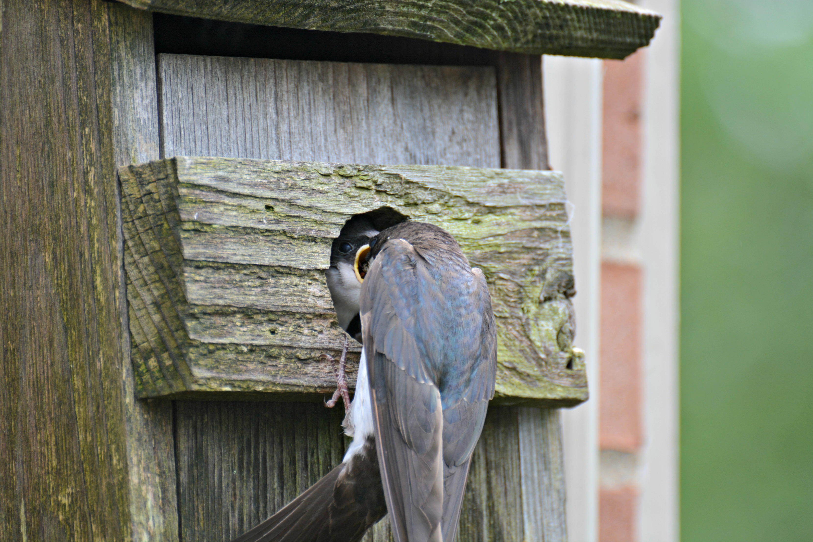 Tree Swallow in nest box - birds that nest in birdhouses