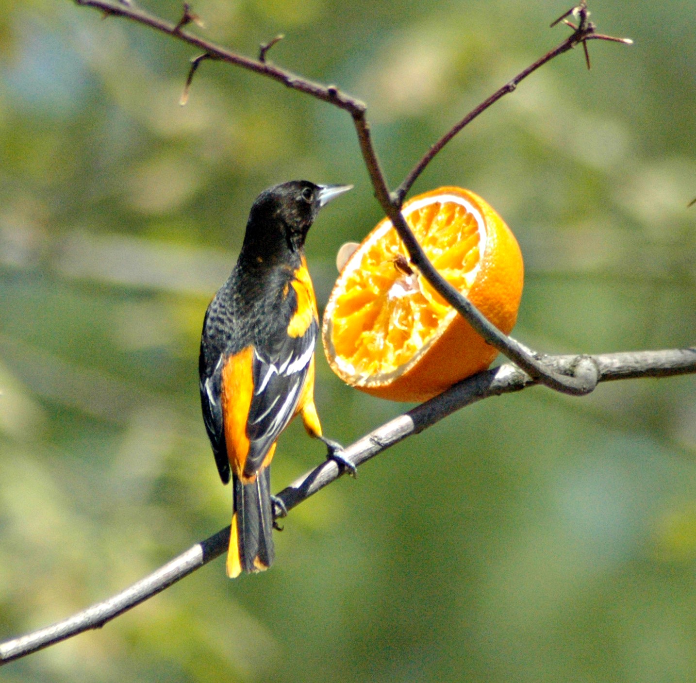 baltimore oriole - how to attract orioles to your yard