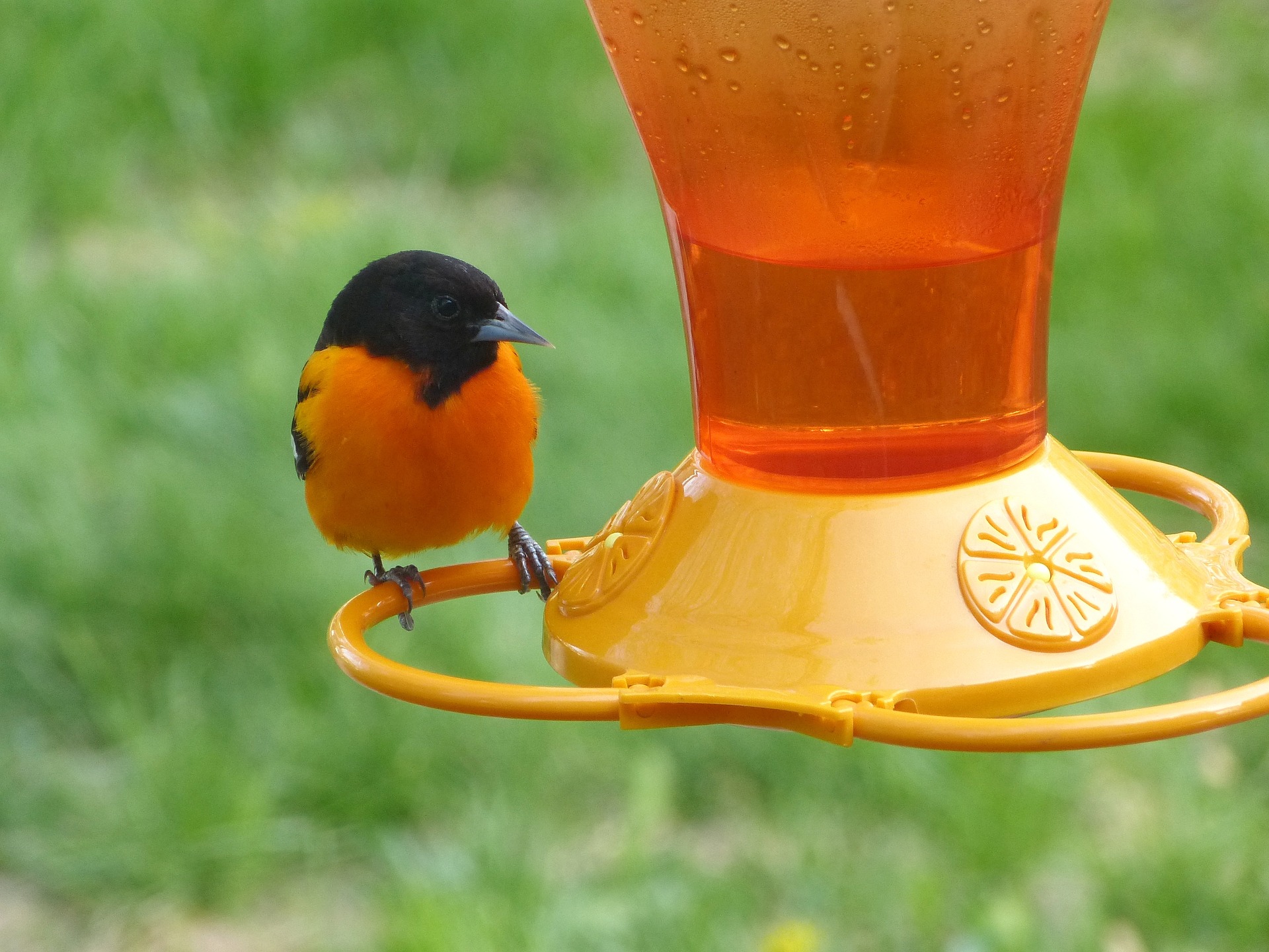 baltmore oriole at nectar feeder - how to attract orioles