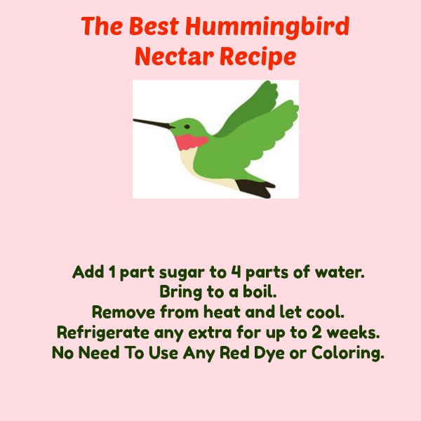 hummingbird nectar recipe - the best hummingbird nectar recipe