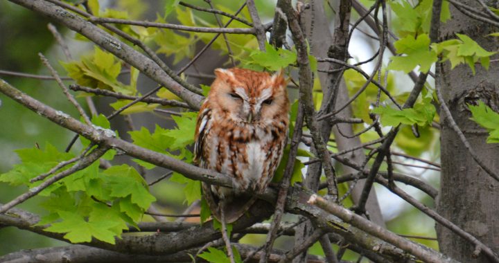 eastern screech owl - what do birds do at night