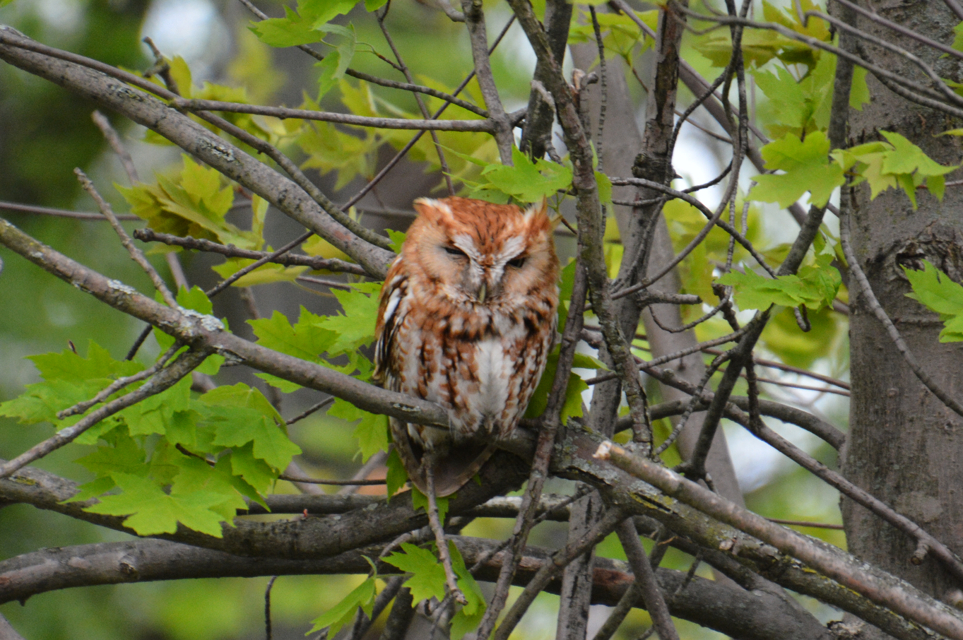eastern screech owl - what do birds do at night
