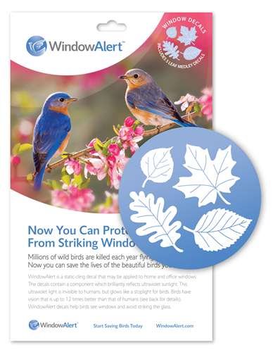 window alert - why do birds run into windows