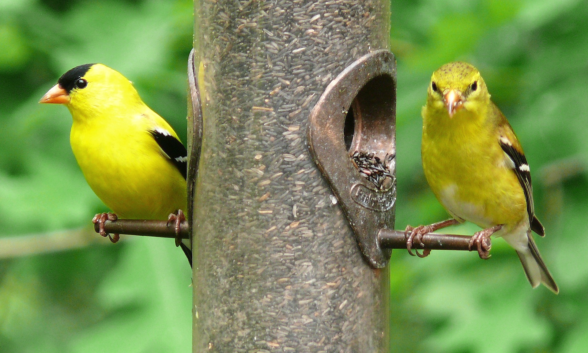 male and female goldfinch on feeder - what do goldfinches eat