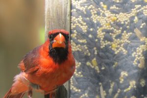 northern cardinal - why do birds hit windows