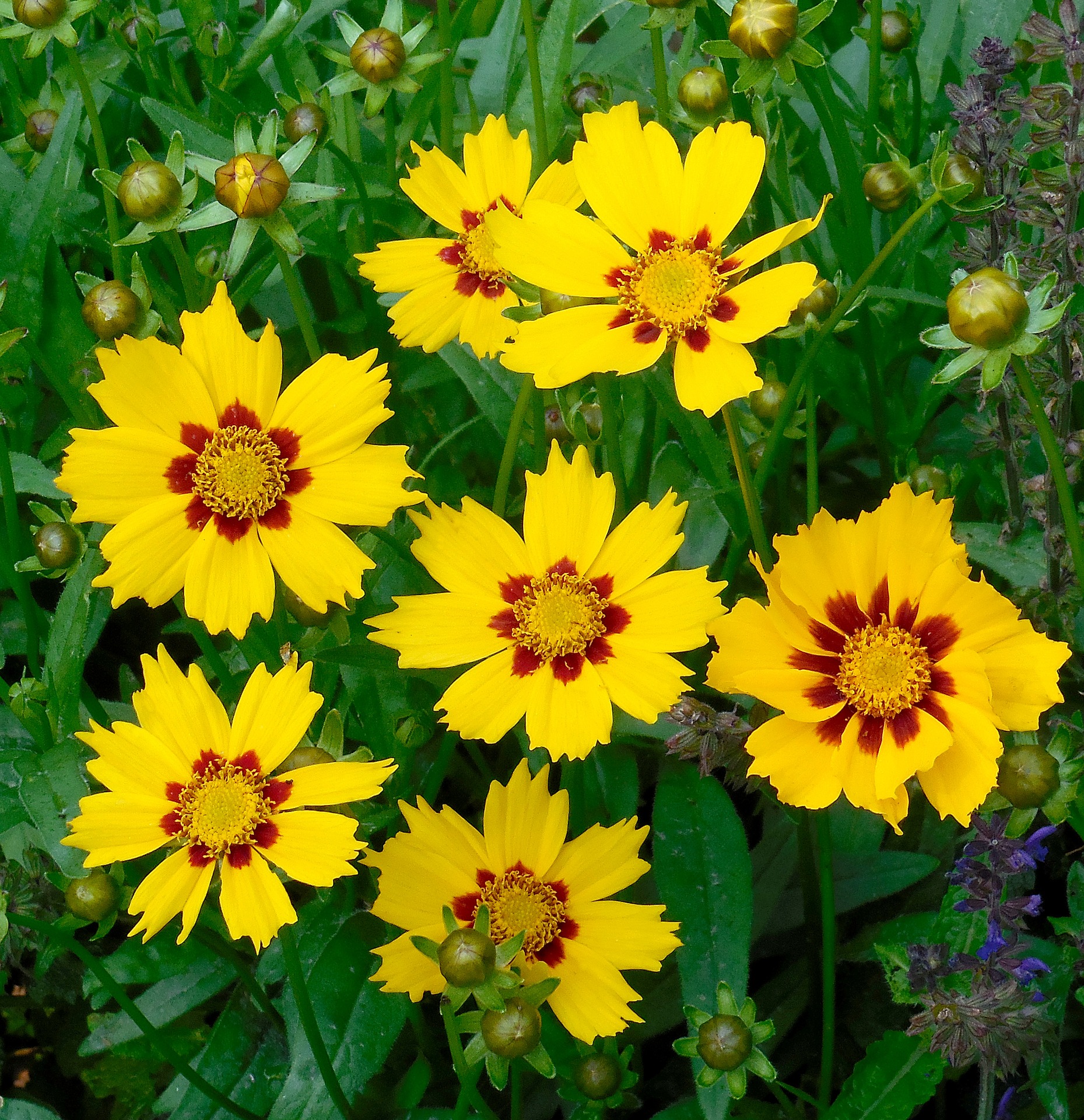 coreopsis - what do goldfinches eat