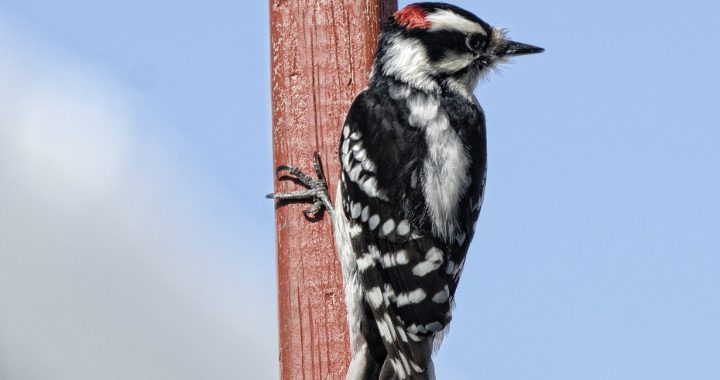 downy woodpecker - birds that eat mosquitoes