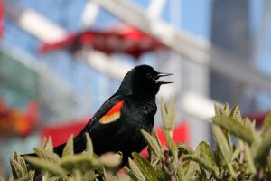 red-winged blackbird - red-winged blackbird attacks