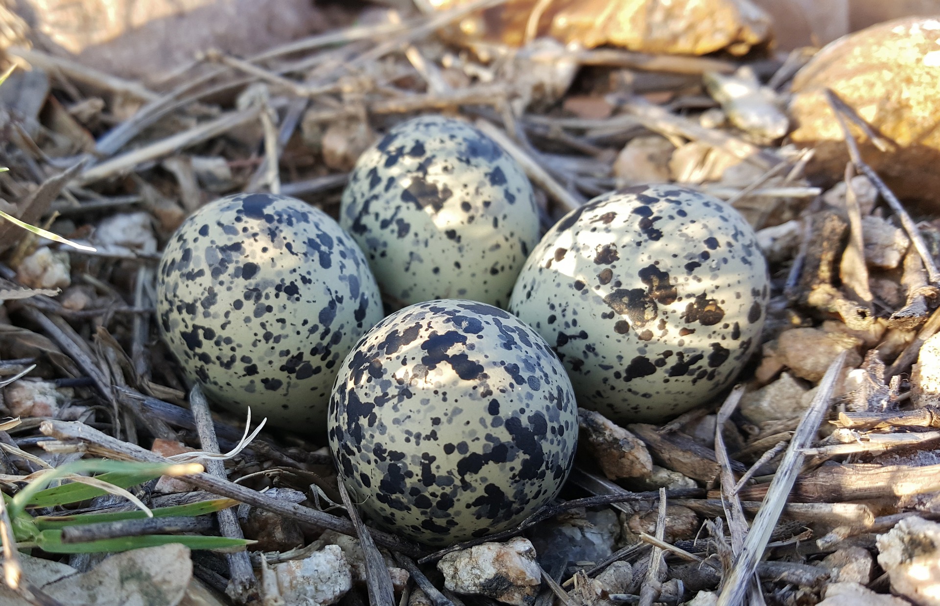killdeer eggs - what is a killdeer.