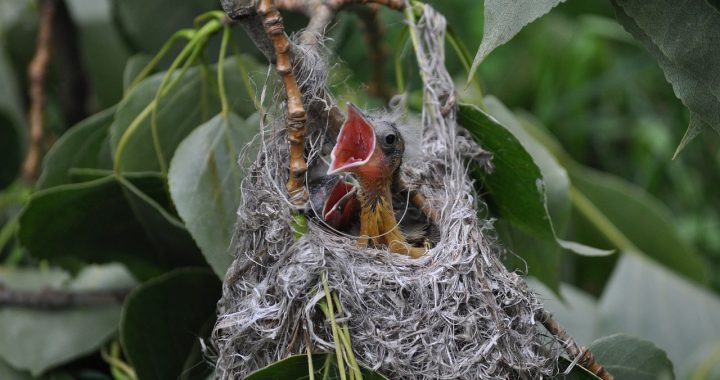 baby birds in nest - what is a fledgling