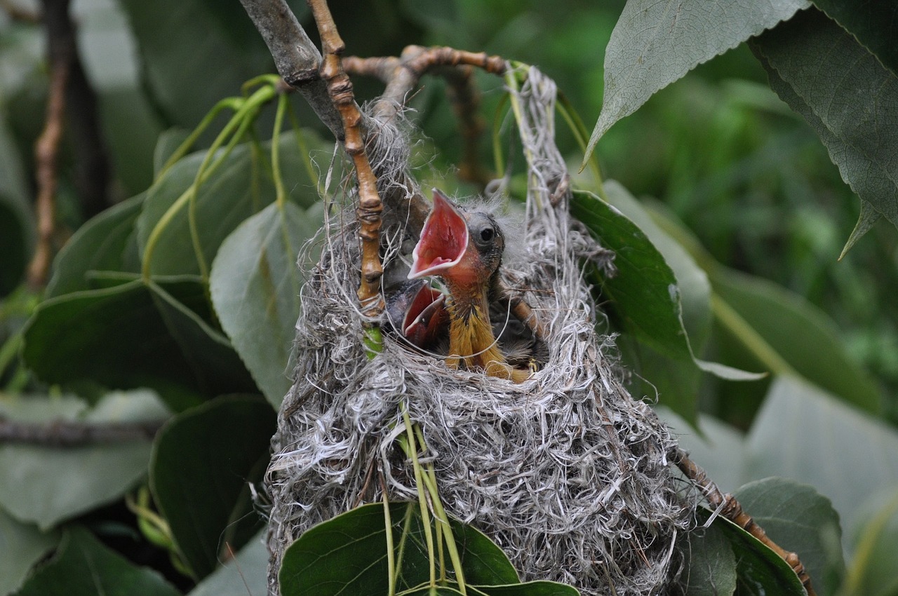 baby birds in nest - what is a fledgling