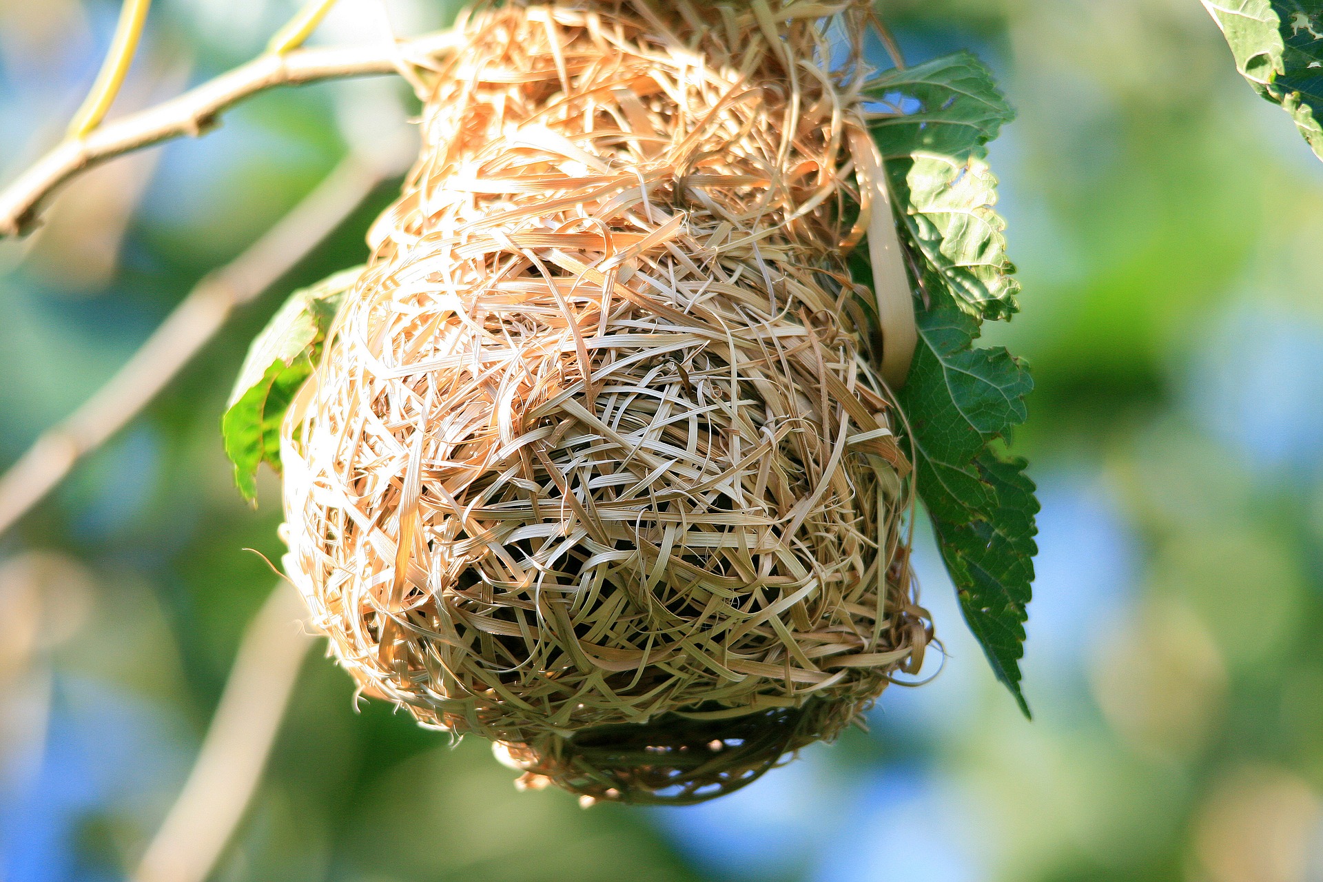 bird nest - identifying bird eggs is easy