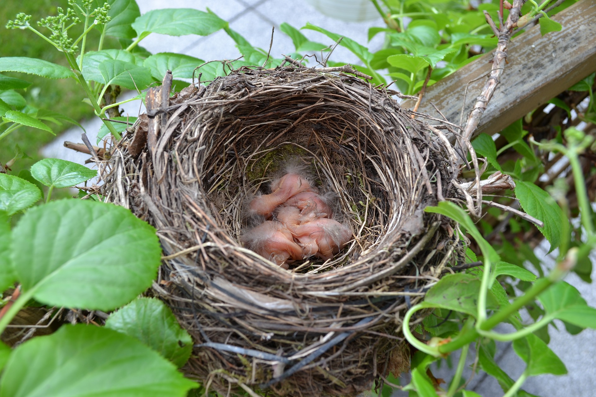 baby birds in nest - what is a fledgling