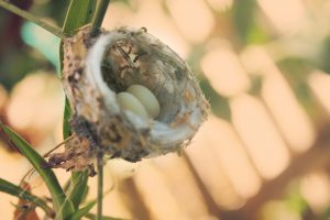 hummingbird eggs - identifying bird eggs is easy