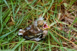 baby bird - what is a fledgling