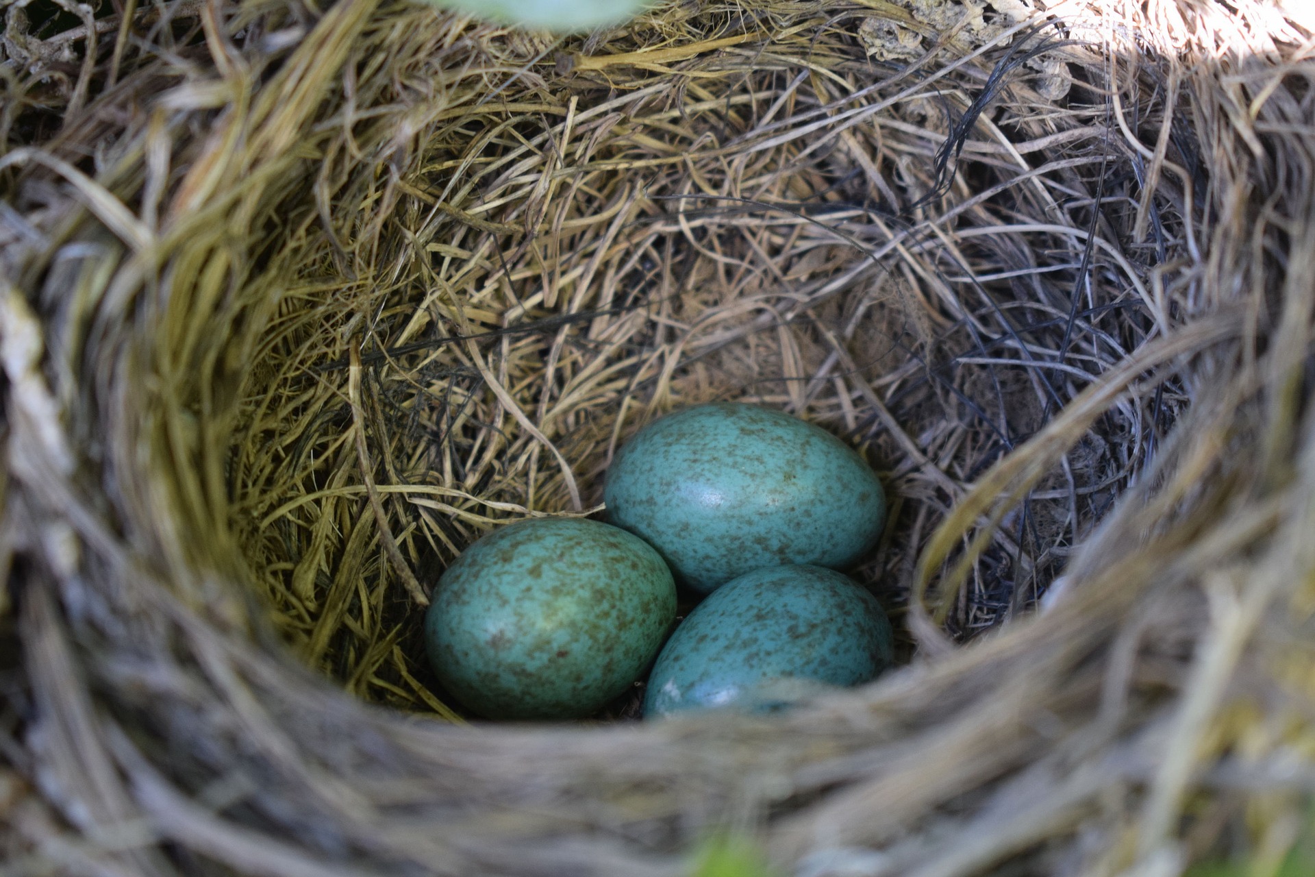 bird nest - identifying bird eggs is easy