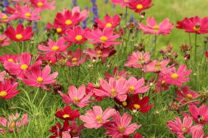 cosmos flower - top 10 flowers that attract butterflies and hummingbirds