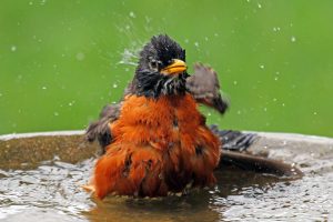 american robin - water is for the birds