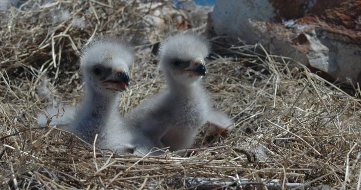 baby bald eagles - when do birds leave the nest