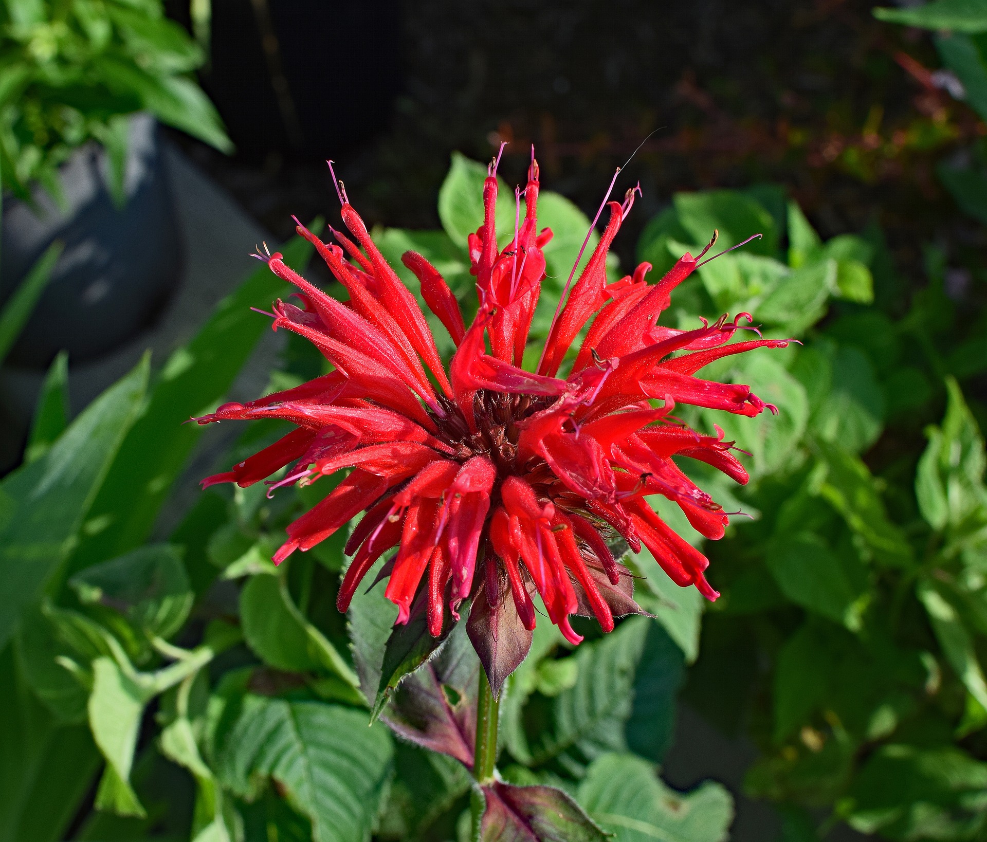 bee balm - top 10 flowers that attract butterflies and hummingbirds