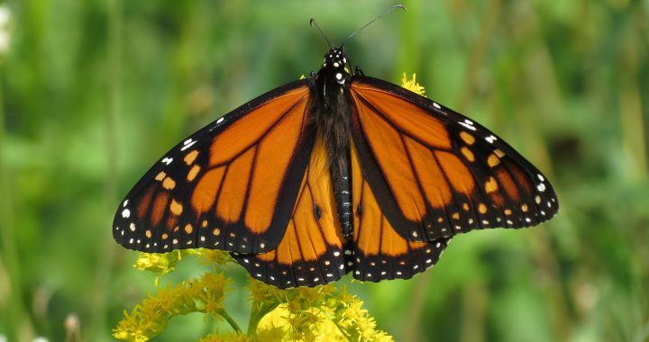 monarch butterfly - do birds eat butterflies