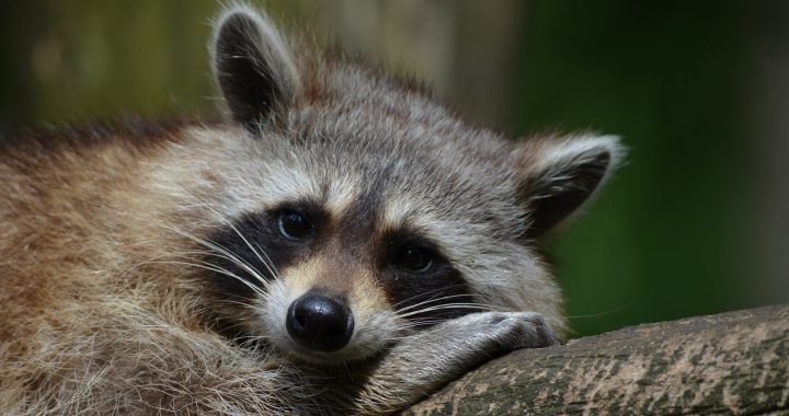 raccoon- keep raccoons out or your yard