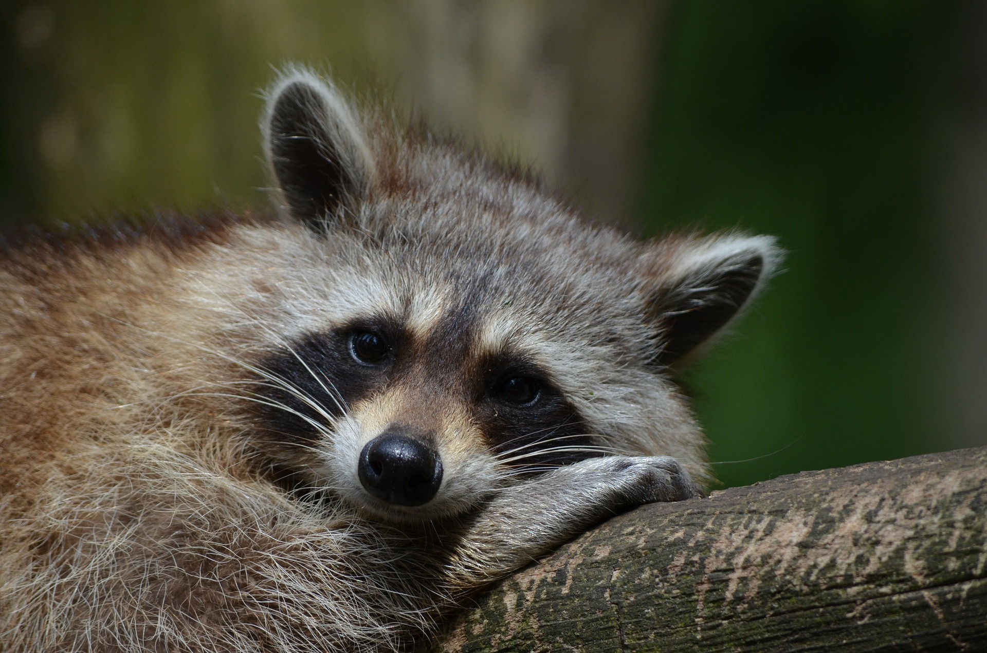 raccoon- keep raccoons out or your yard
