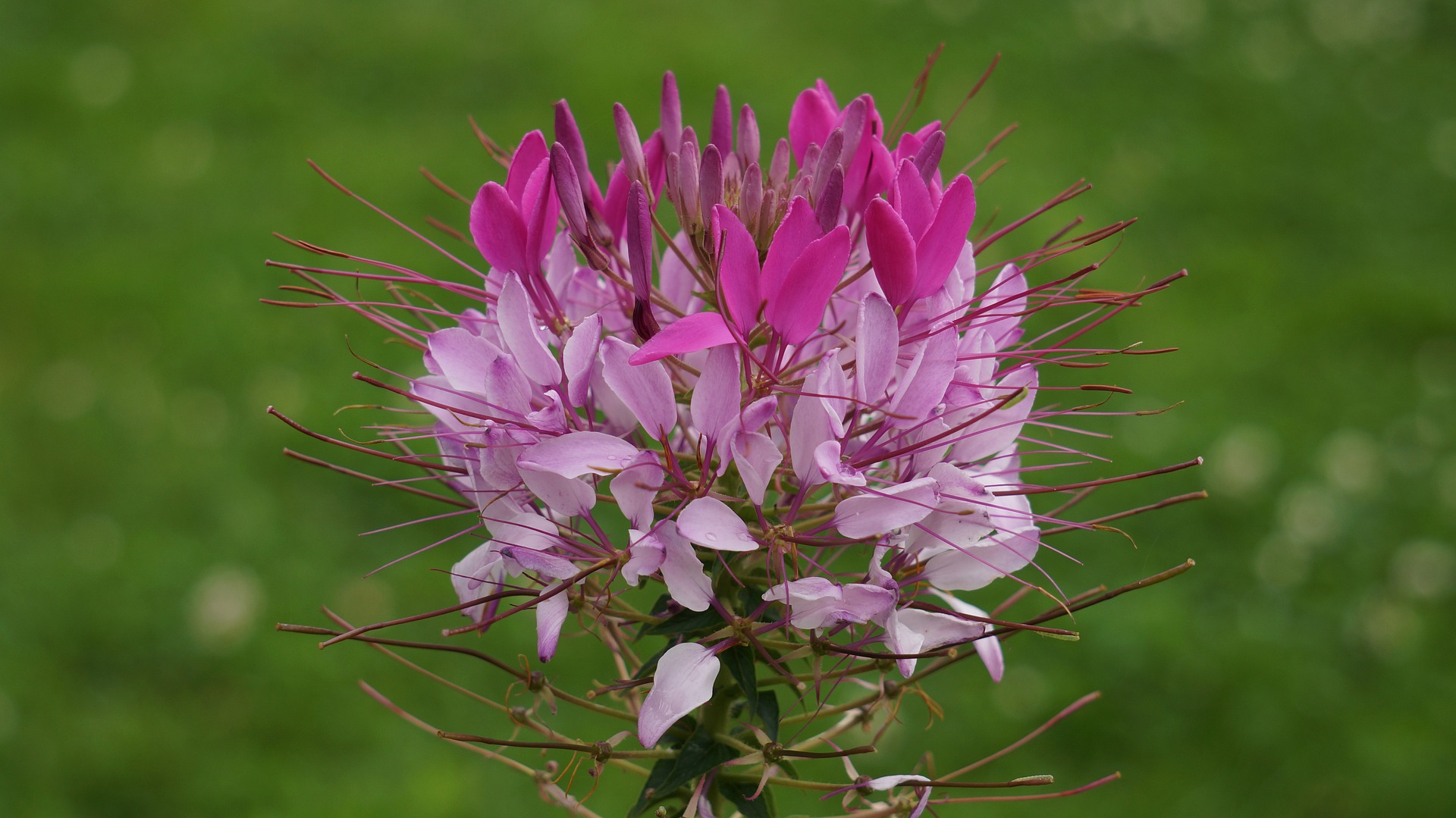 cleome - top 10 flowers that attract butterflies and hummingbirds